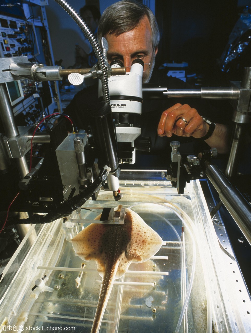 滑板的研究。在美国马萨诸塞州的伍兹霍尔海洋生物实验室mbl的显微镜下,生物学家研究了鳐鱼的眼睛rajaerinacea。这个冰鞋的眼睛与其他脊椎动物不同,它的视网膜眼球背面的感光膜只含有棒状细胞。这些是光敏感的细胞,可以探测低光水平。所有其他脊椎动物都有视网膜上的杆状细胞和颜色检测锥体细胞。孤立的研究棒提供了关于光/暗适应的信息,并可能导致治疗适应障碍的新方法,如夜盲症和色素性视网膜炎。