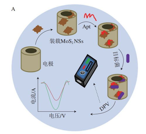 食品科学 渤海大学高雪副教授 励建荣教授等 纳米生物传感器在食源性致病菌检测中的应用研究进展