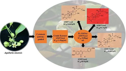 新发现 中国科学院昆明植物研究所在土沉香花中发现抗癌活性分子