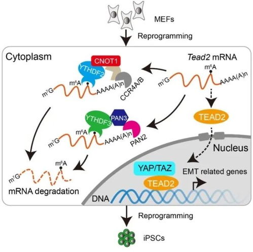 科研资讯 广州生物院m6a修饰调控体细胞重编程机理研究获进展