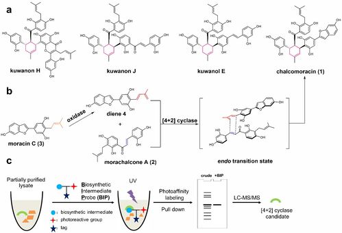 北京大学在植物天然产物生物合成与酶学研究领域取得重大突破