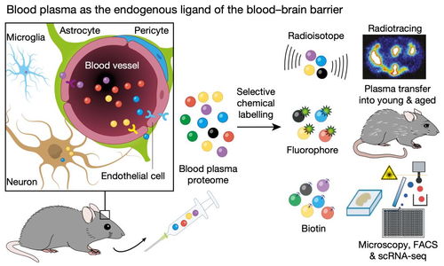 斯坦福科学家发现,进入年轻大脑的血源性蛋白数量远超衰老大脑