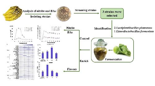 加工所在乳酸菌对广式泡菜亚硝酸盐 生物胺及风味品质的调控研究方面取得新进展