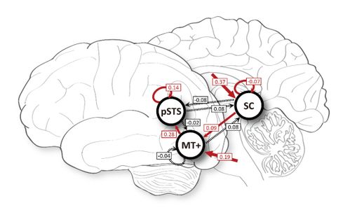 研究揭示生物运动早期视觉加工中的跨物种神经机制