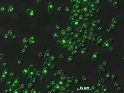 美国生物能源研究人员正在开发全新生物燃料和生物产品