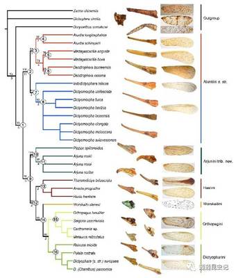【虫研捷报】世界长象蜡蝉族的分类修订、系统发育及生物地理研究