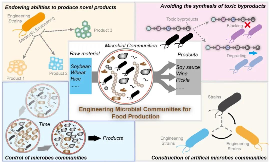 食品合成生物学:研究进展和未来方向-糖化学与生物技术教育.